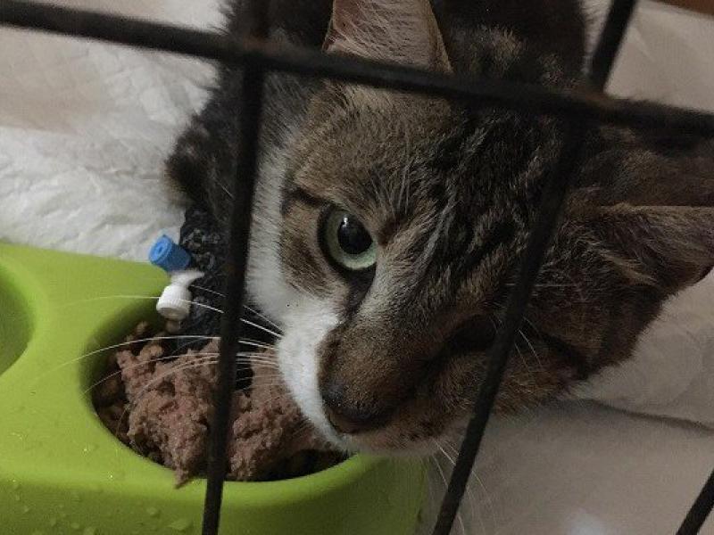 Χανιά: Άγνωστος πυροβολεί γάτες και τις αφήνει αιμόφυρτες