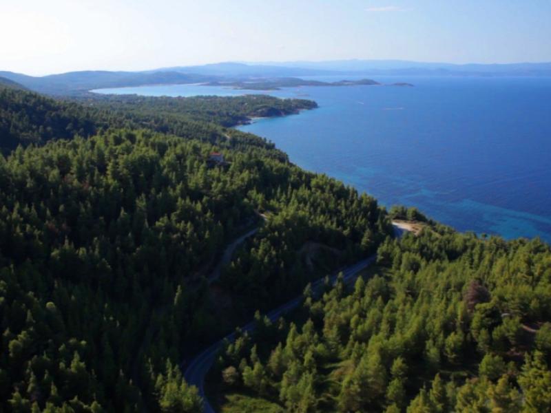 χαλκιδικη δαση