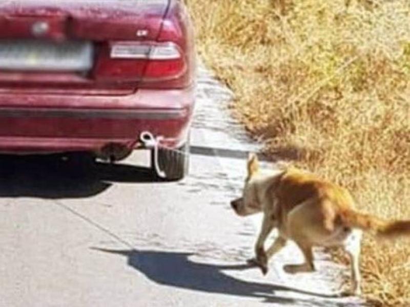 Ανατροπή στην υπόθεση σκύλου που τον έδεσαν σε προφυλακτήρα