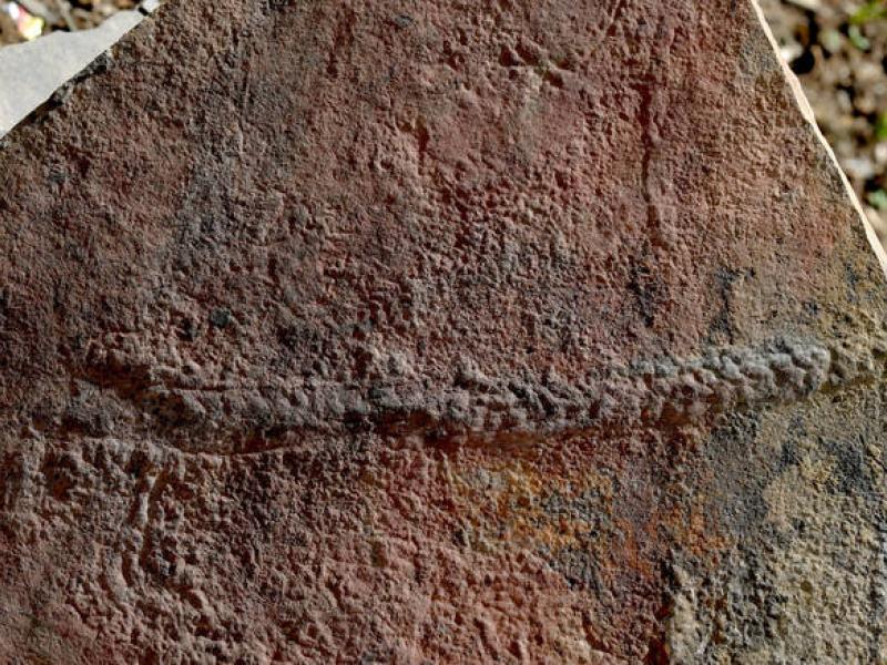 Το αρχαιότερο «ταξίδι» στη Γη: Ανακαλύφθηκε απολίθωμα ζώου