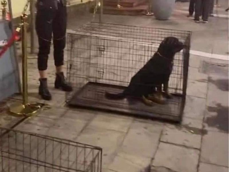 magazi skyloi thessaloniki klouvia