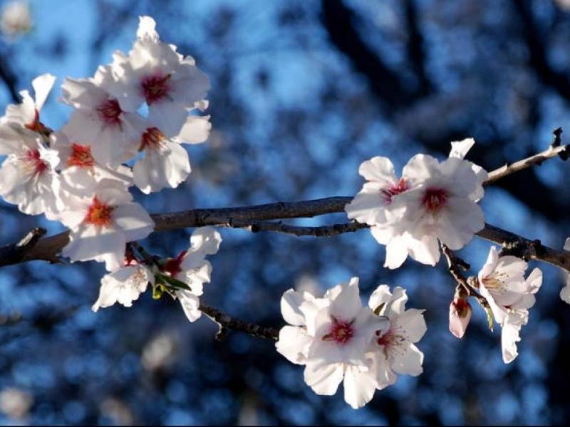 Ανοιξιάτικος ο καιρός του Σαββάτου – Σε υψηλά επίπεδα η θερμοκρασία