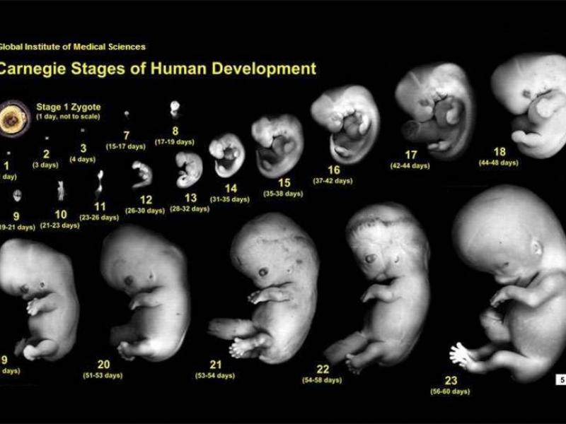 Κορονοϊός και έμβρυο: Επιστημονικό κείμενο για την πιθανότητα ενδομήτριας διαπλακουντιακής μετάδοσης