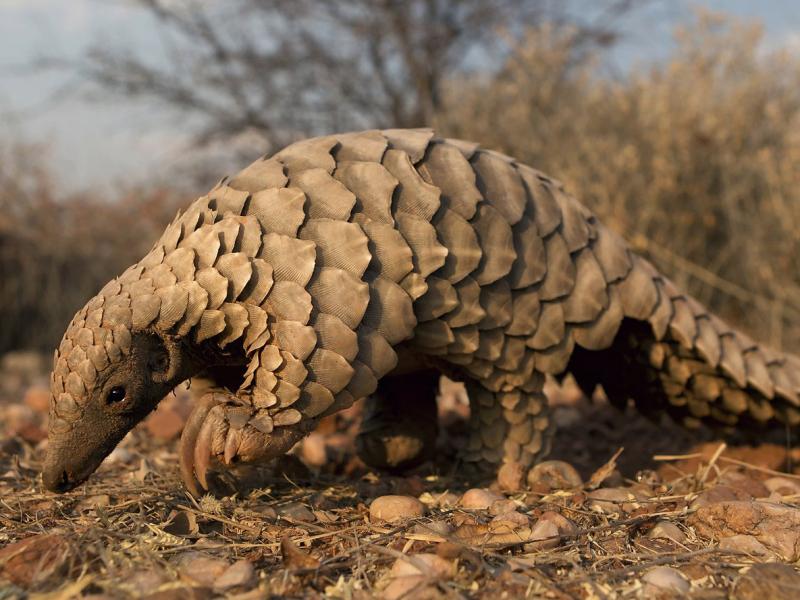 Ο κορονοϊός από παγκολίνο δεν είναι η πιθανότερη πηγή μετάδοσης του νέου κορονοϊού SARS-CoV-2