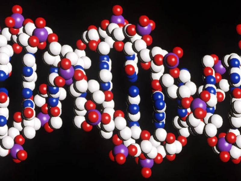 02-92553dna-genome800-454.jpg