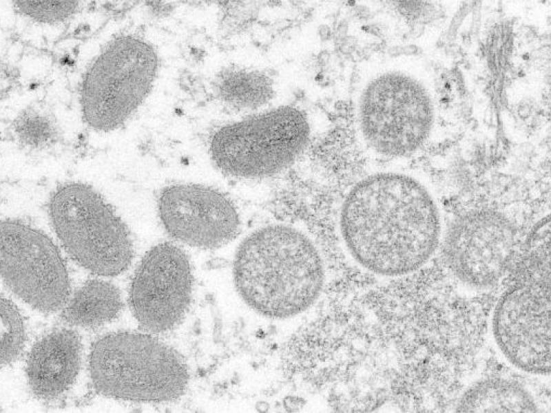 ευλογια πιθήκων.jpg