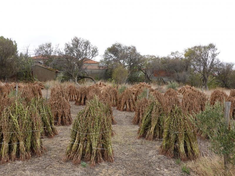 κβαρες σουσαμιου.JPG