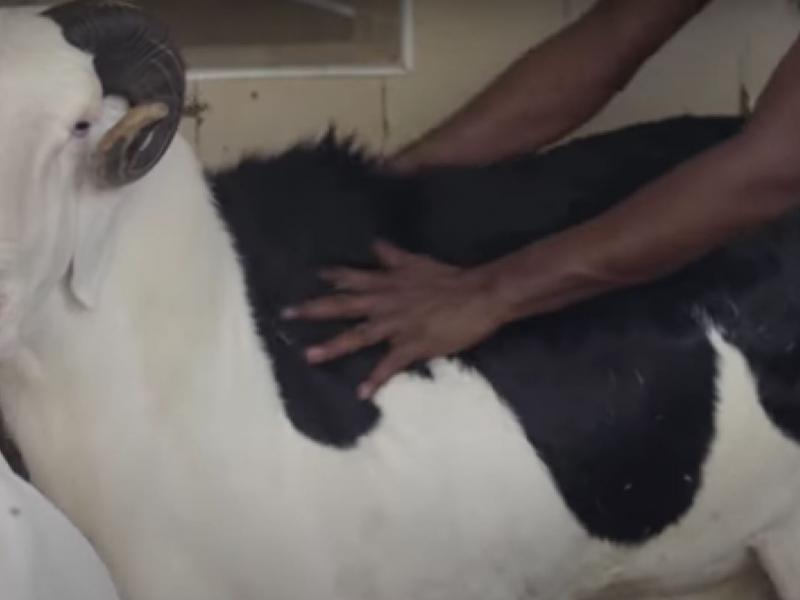 μεγάλο πρόβατο