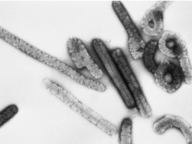 Ιός του Marburg