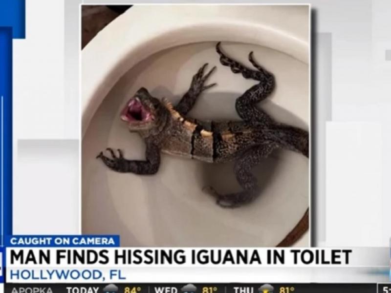 Ιγκουάνα σε τουαλέτα