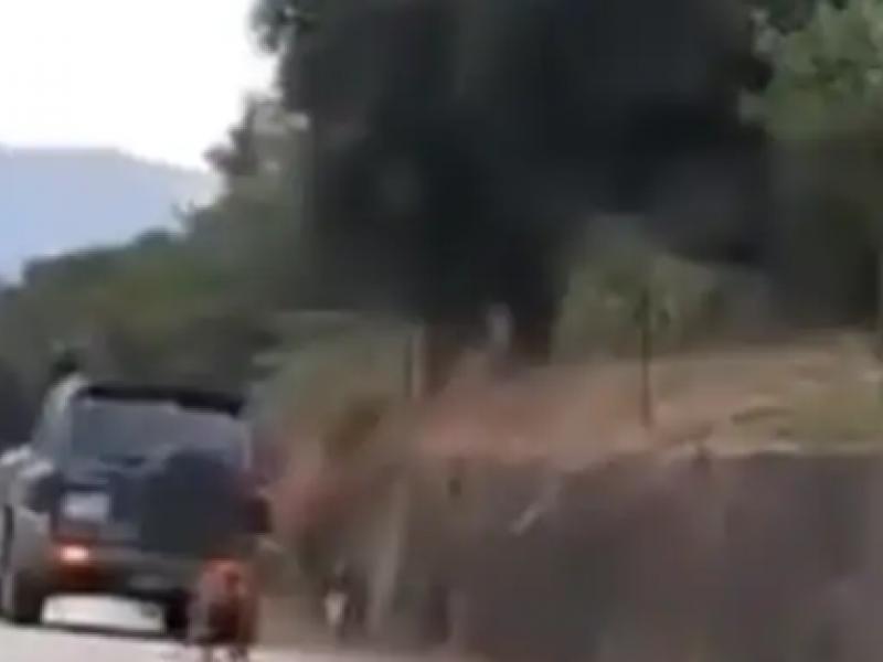 κατσίκα ζάκυνθος