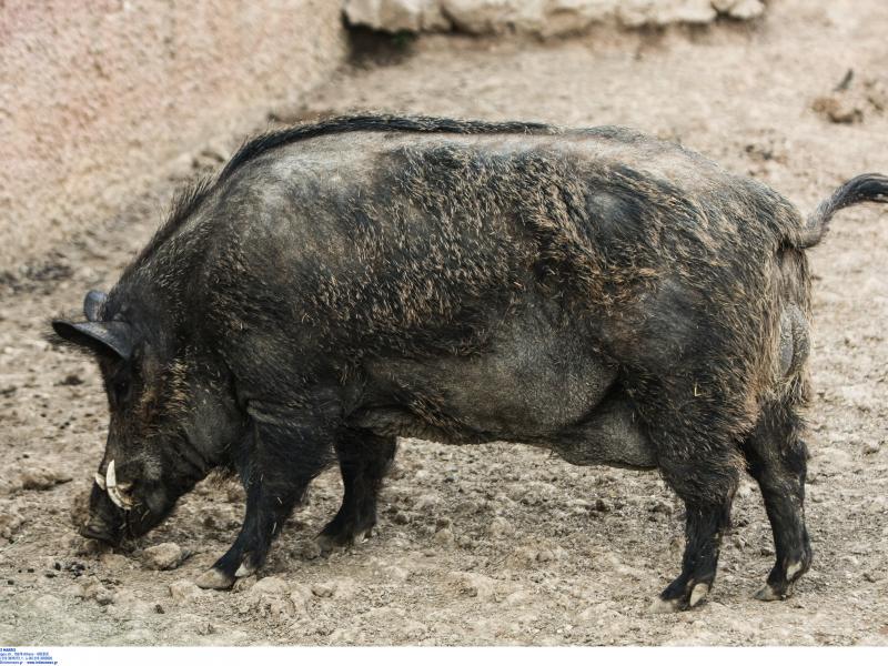 αγριογούρουνο