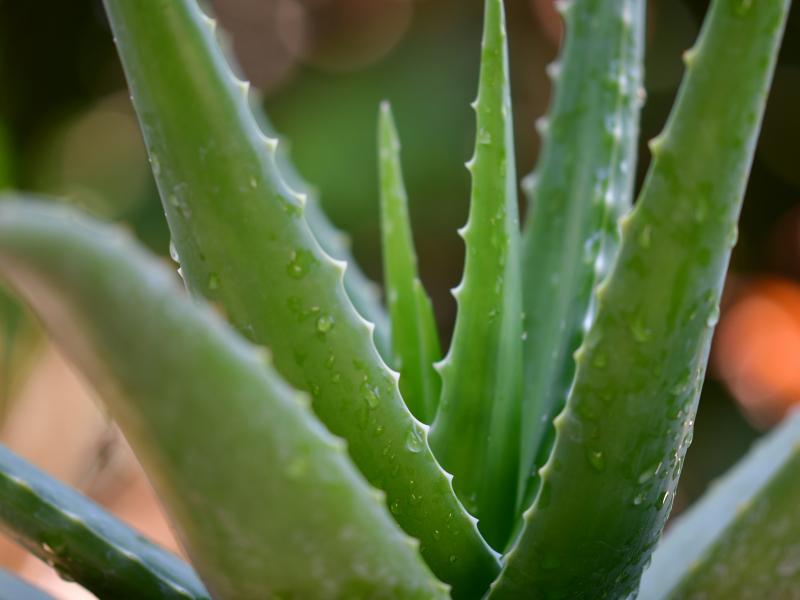 aloe vera