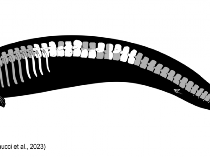 Perucetus_colossus_Holotype_skeletal_drawing