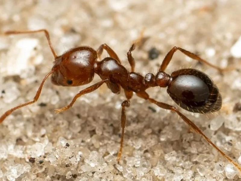 Κόκκινο μυρμήγκι