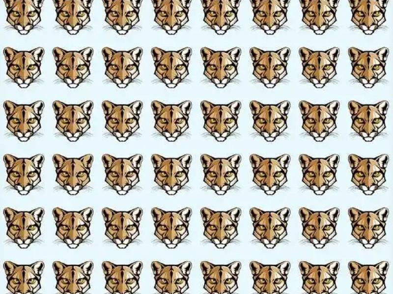 Σπαζοκεφαλιά με κούγκαρ