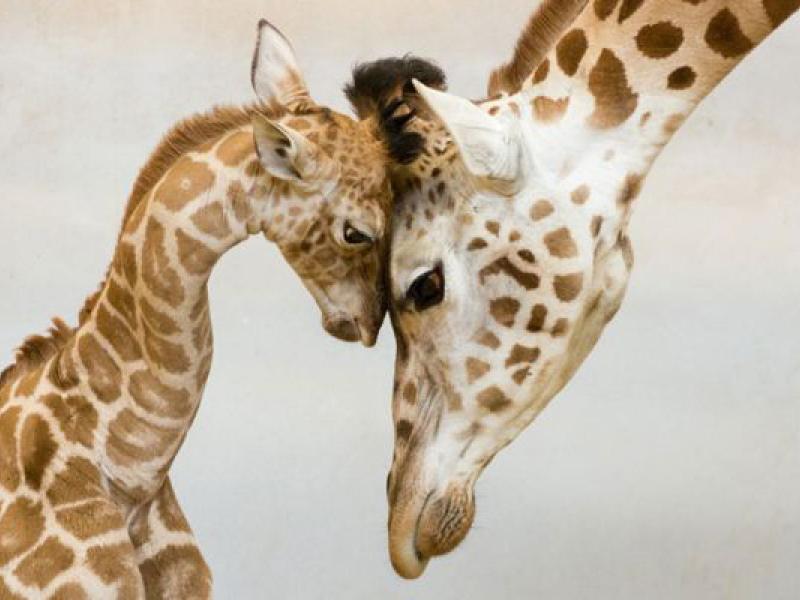 μητροτητα στα ζωα