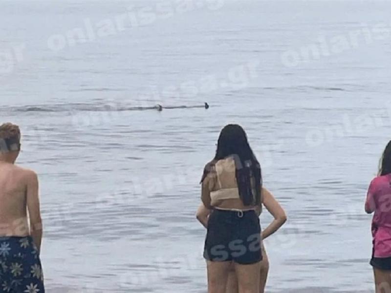 Καρχαρίας στη Λάρισα