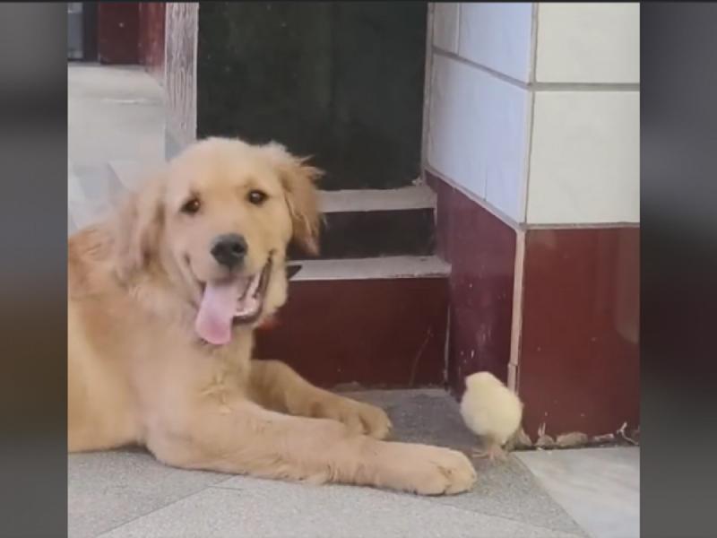 Σκύλος με κοτοπουλάκι