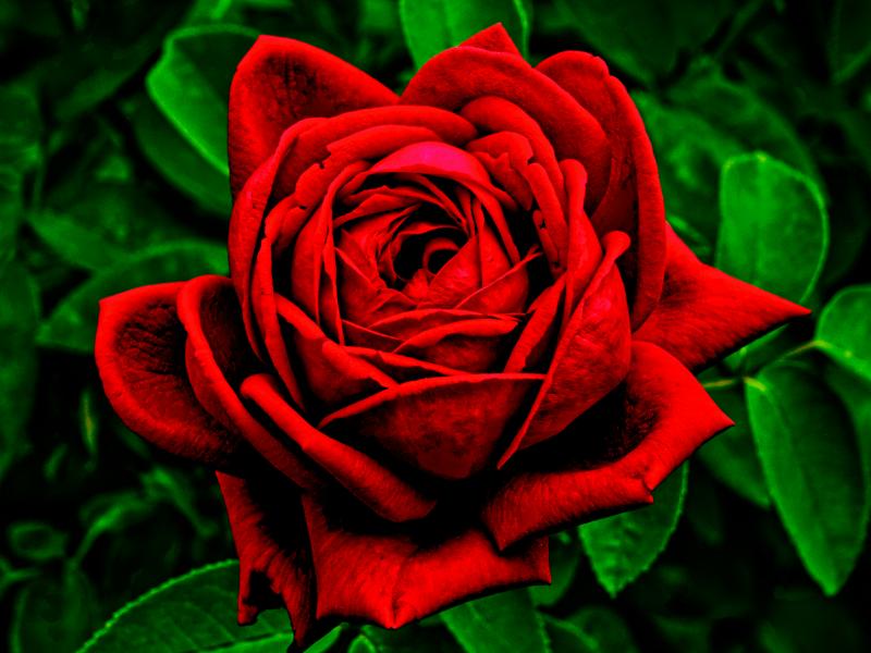 τριαντάφυλλο