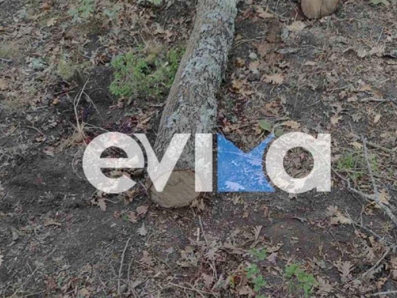 Νεκρός εργάτης που τον πλάκωσε δέντρο στην Εύβοια