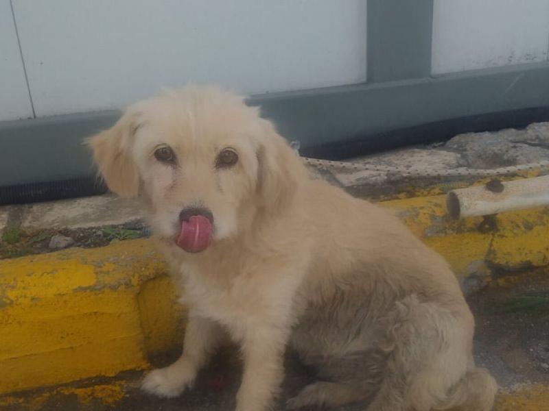 Εγκατέλειψαν σκύλο στο λιμάνι του Ηρακλείου