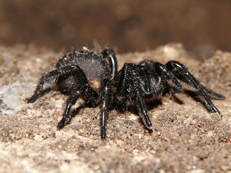 Δηλητηριώδης αράχνη