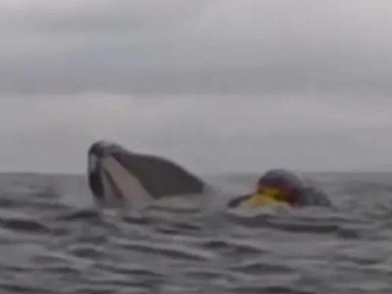 Φάλαινα κατάπιε καγιάκερ