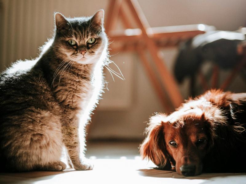Γάτα και σκύλος