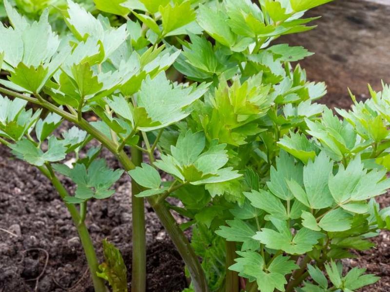 Lovage (Levisticum officinale)