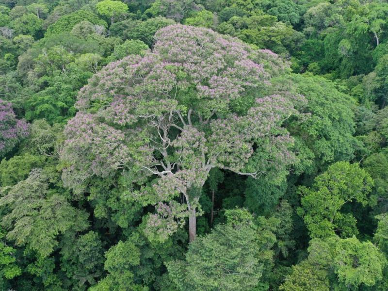 Δέντρο σε δάσος στην Αμερική