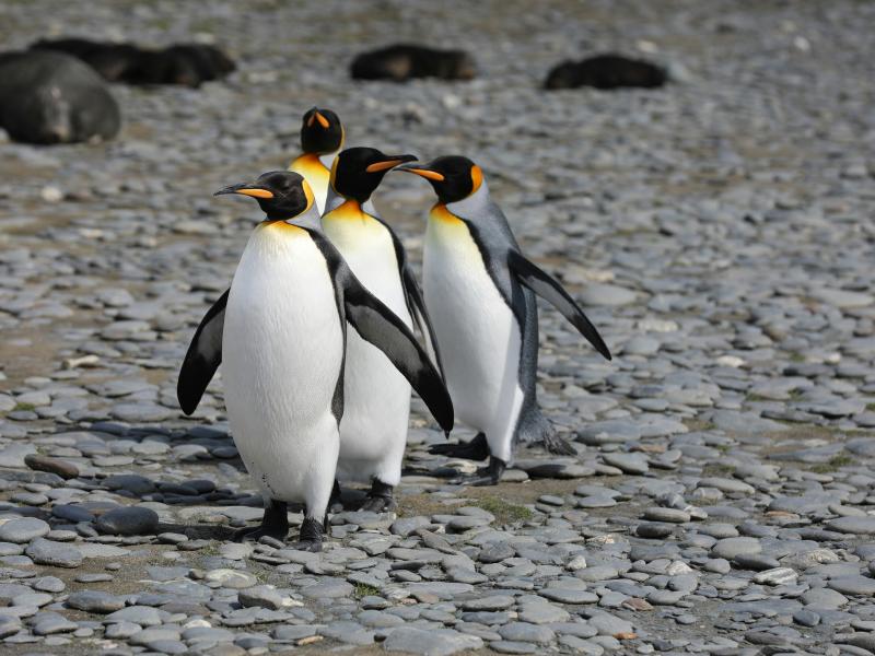 Πιγκουίνος