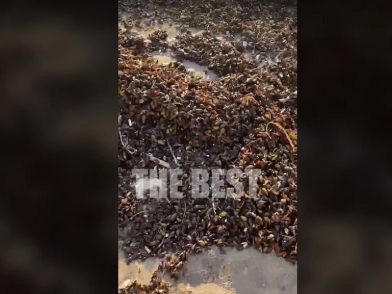 Καρποί Ποσειδωνίας