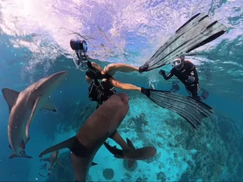 Επίθεση από καρχαρίες