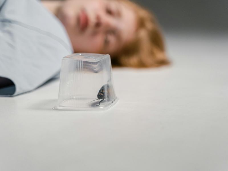 Κατσαρίδες