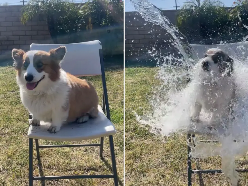 tiktok challenge με σκυλιά