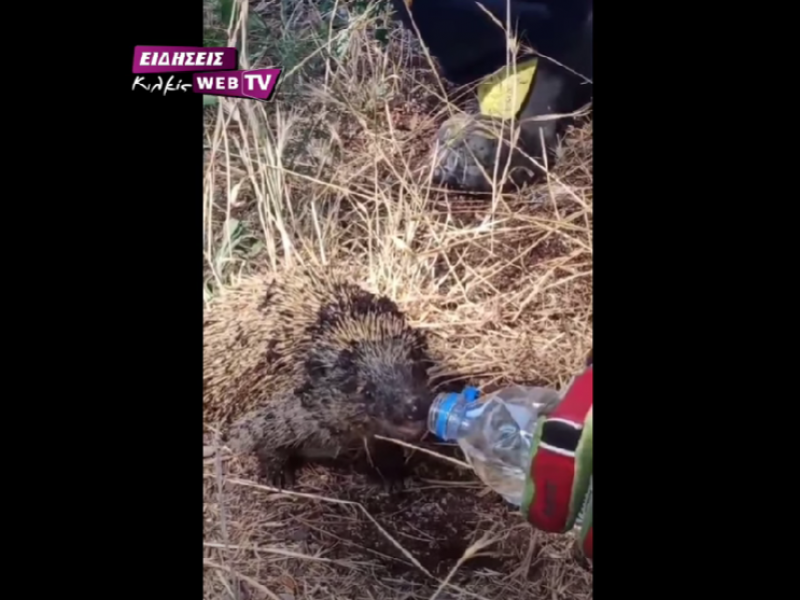 Πυροσβέστης δίνει νερό σε μικρό σκαντζόχοιρο