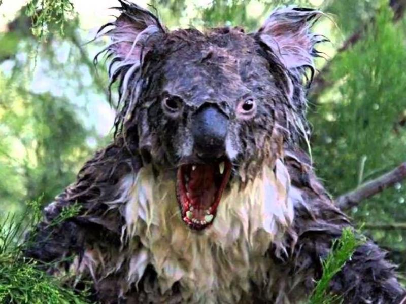 drop bear