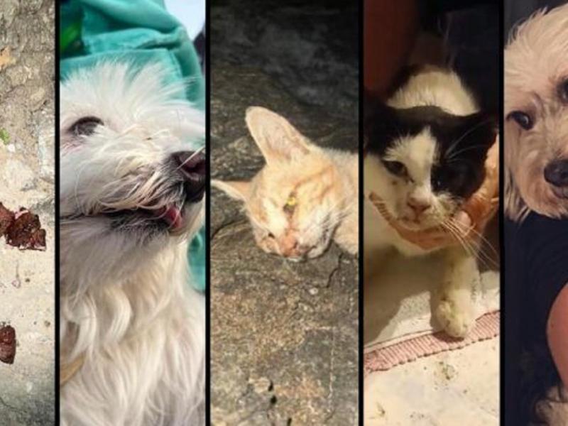 Φόλες σε αδέσποτα ζώα στην Κύθνο