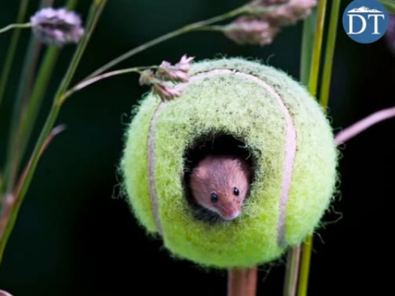 Ποντικακια ζουν σε μπάλες τέννις