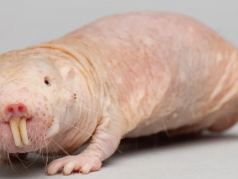nakedmolerat