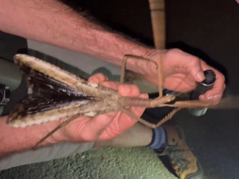 Έντομο στην Αυστραλία