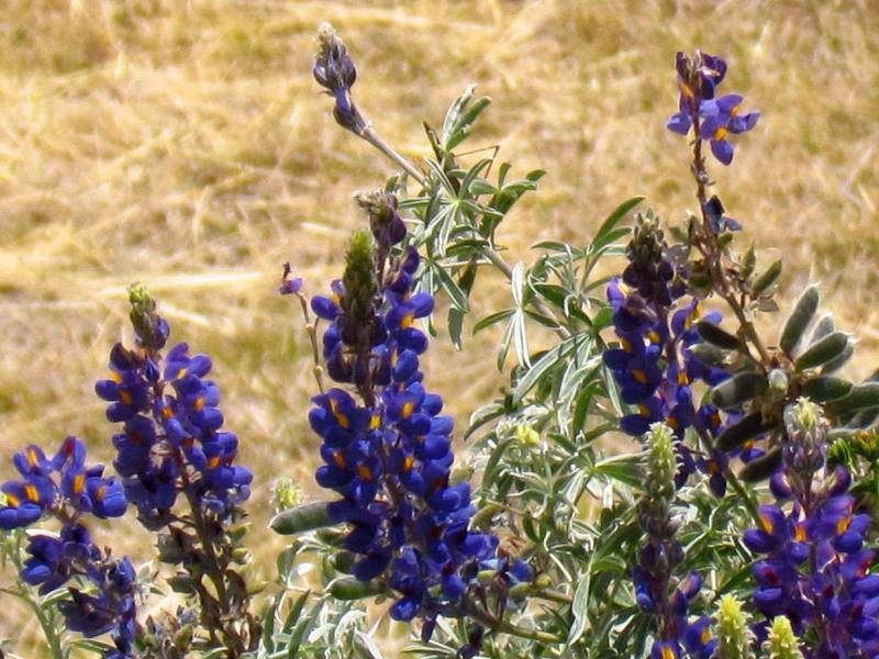 όσπριο λούπινο