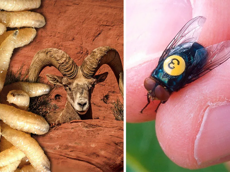 Δισεκατομμύρια μύγες πέφτουν από αεροπλάνα για να σταματήσουν σαρκοφάγο σκουλήκι