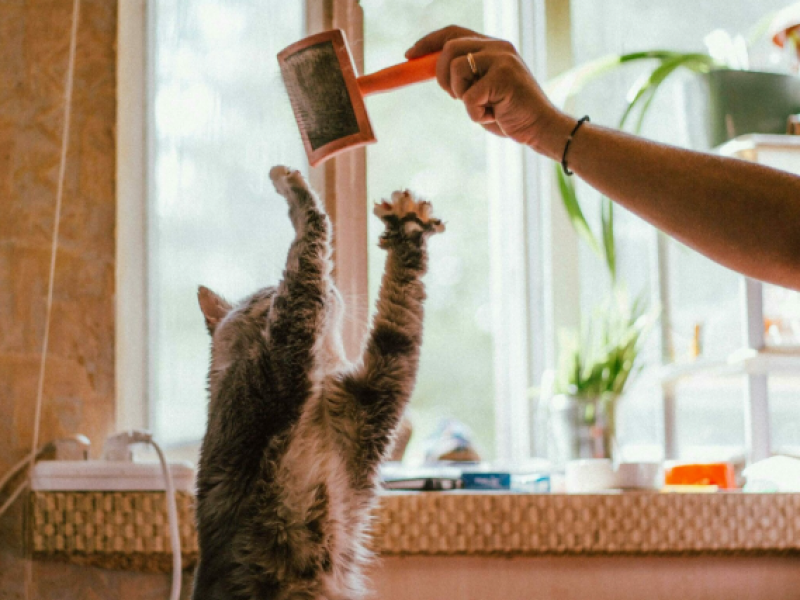 Γάτα βούρτσισμα