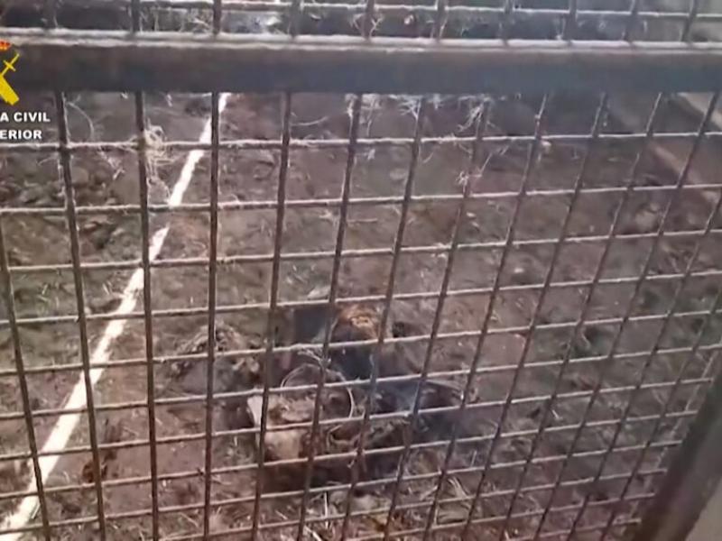 Η αστυνομία εντόπισε 32 νεκρά σκυλιά σε αγρόκτημα στην Ισπανία