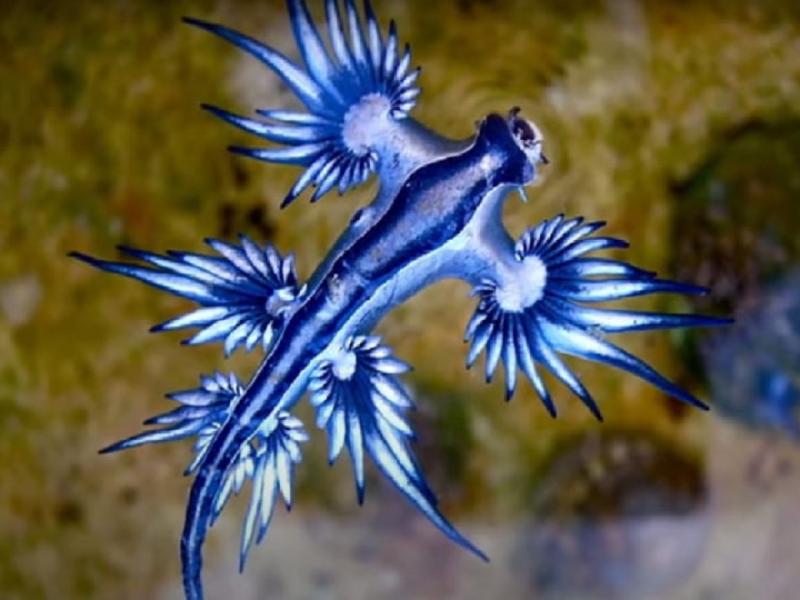 Μπλε δράκος