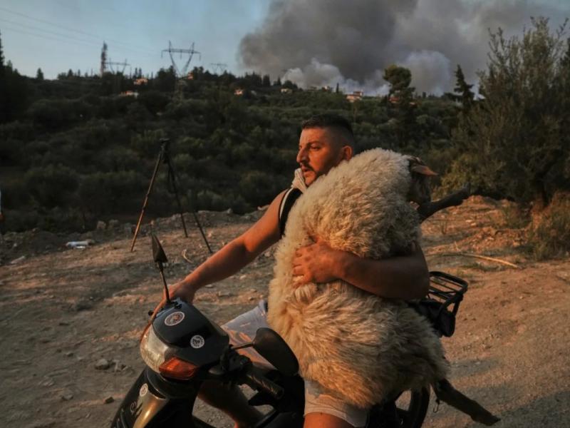 πρόβατο Πάτρα