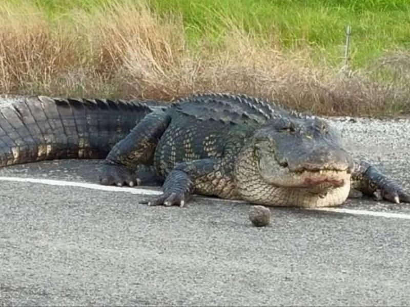 alligator.jpg