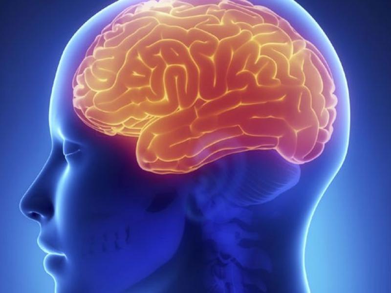brain_0.jpg